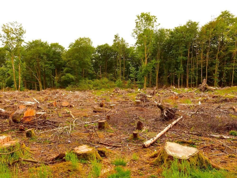 perda-do-habitat-desmatamento